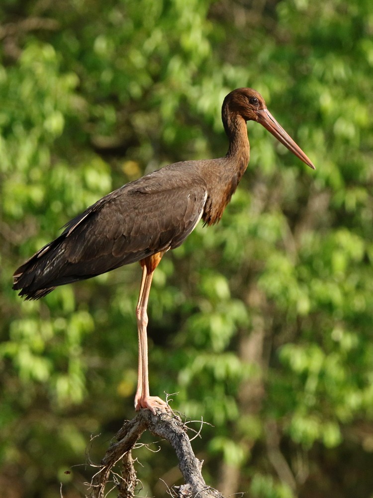 Black Stork - Subhadra Devi