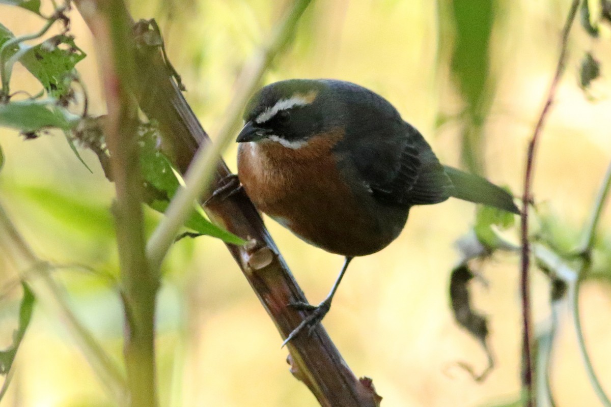 Black-and-rufous Warbling Finch - ML105709121