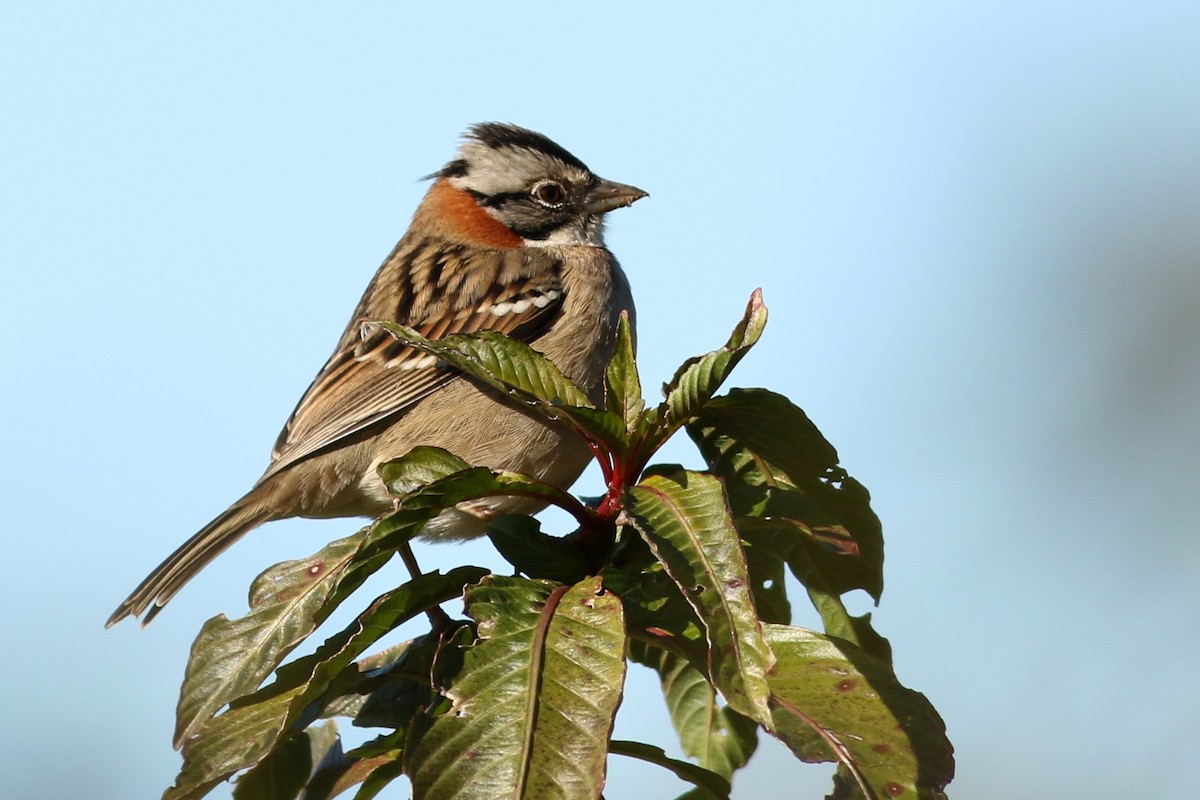 Rufous-collared Sparrow - J. Simón Tagtachian