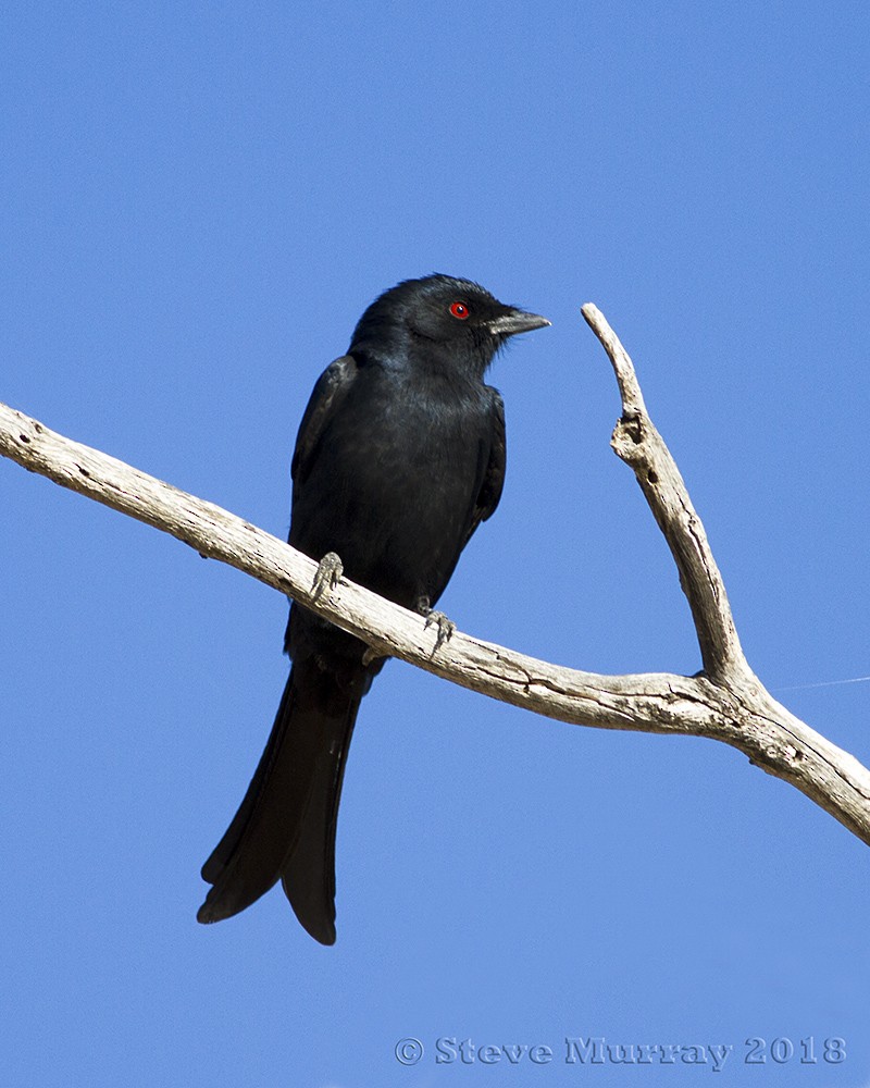Fork-tailed Drongo - Stephen Murray