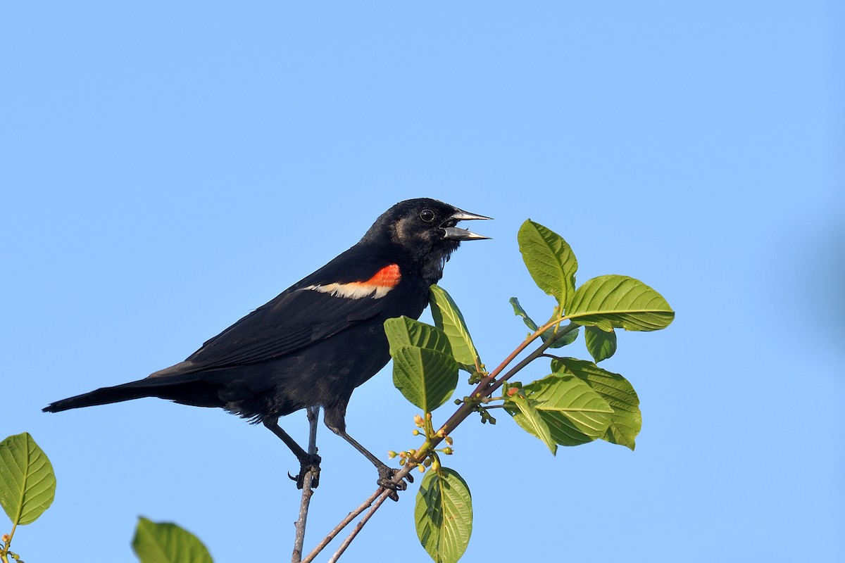 Red-winged Blackbird - Yves Darveau