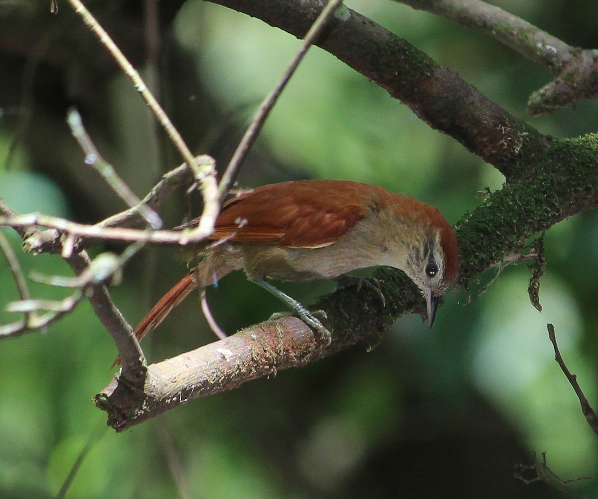 Rusty-backed Spinetail - ML105714381