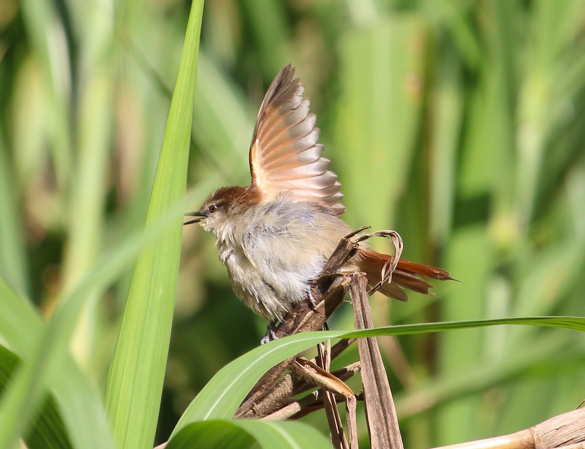 Yellow-chinned Spinetail - ML105714401