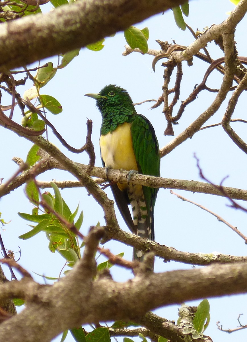 African Emerald Cuckoo - ML105714841