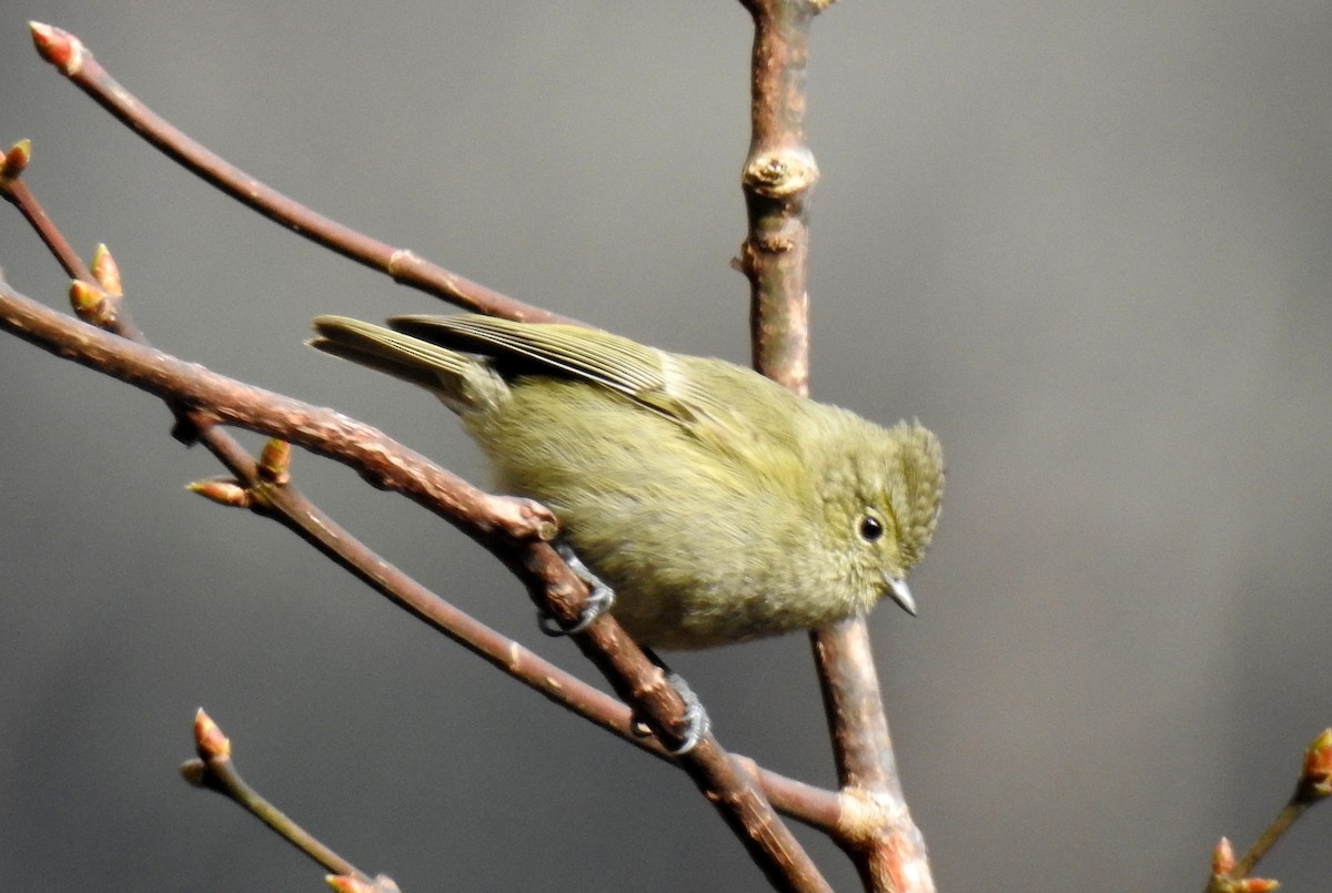 Yellow-browed Tit - ML105715001
