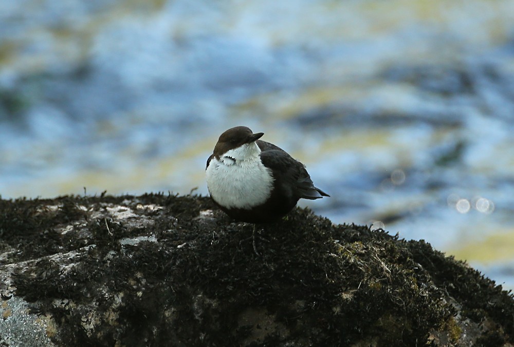White-throated Dipper - Michael Walther