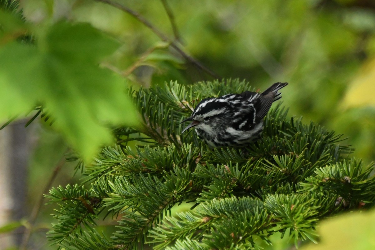 Black-and-white Warbler - ML105717551