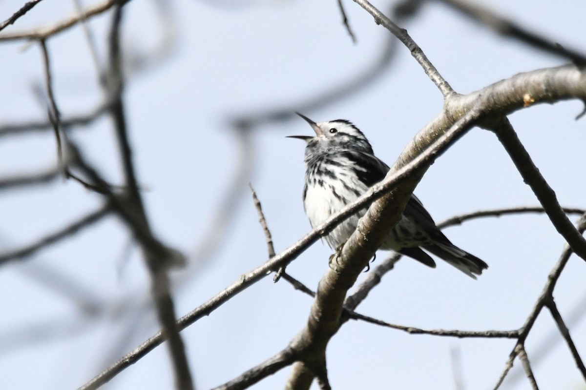 Black-and-white Warbler - ML105717561