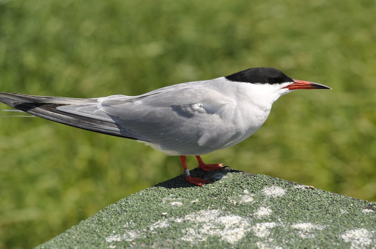 Common Tern - ML105727301