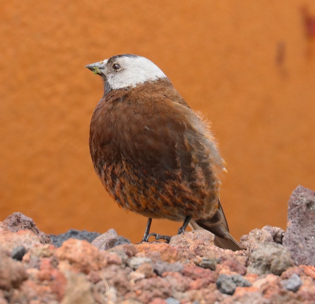 Gray-crowned Rosy-Finch (Pribilof Is.) - ML105727411