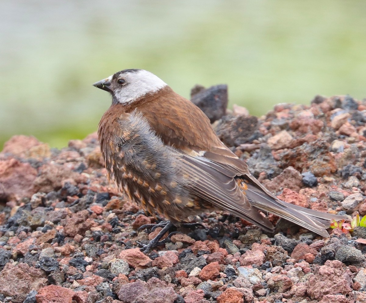 Gray-crowned Rosy-Finch (Pribilof Is.) - ML105727451
