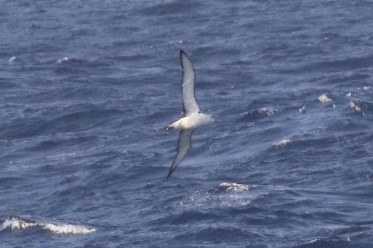 White-capped Albatross - Arnold Skei