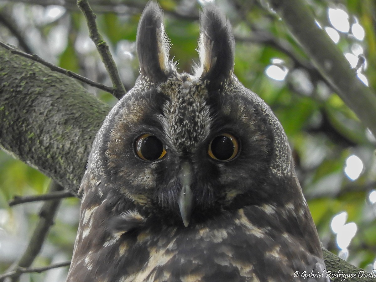 Stygian Owl - Gabriel Rodríguez-Ovalle