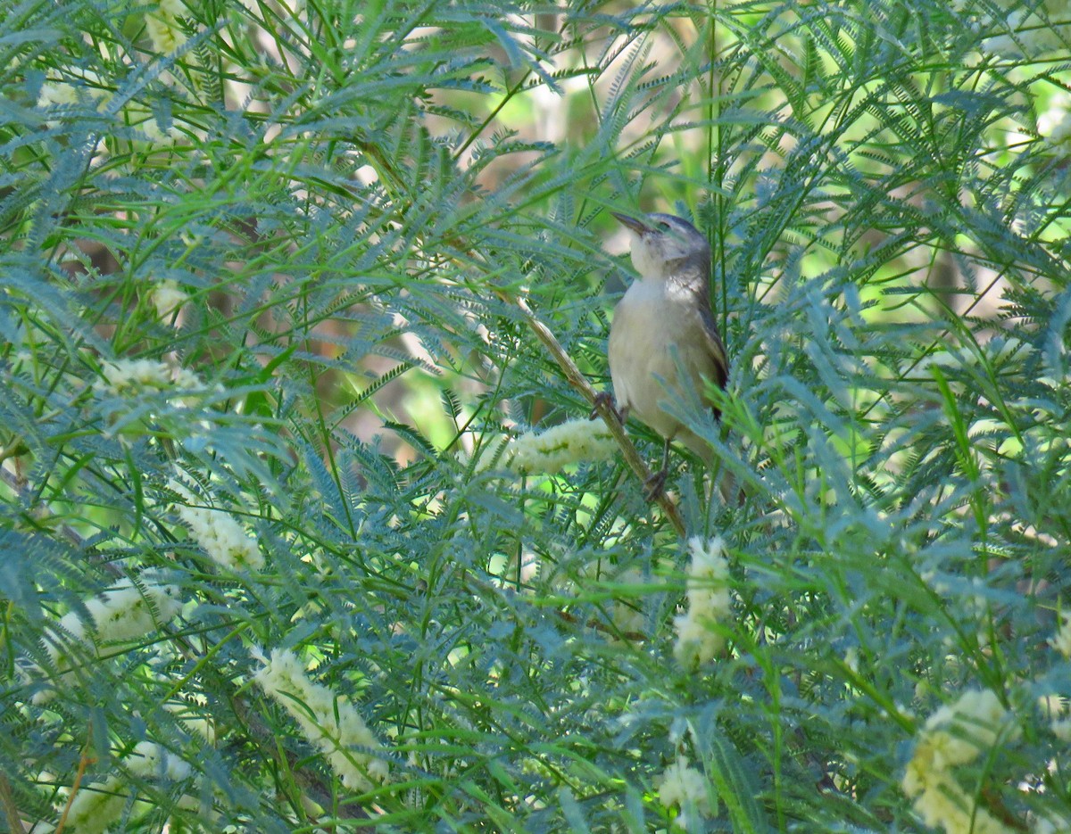 Lucy's Warbler - ML105734921