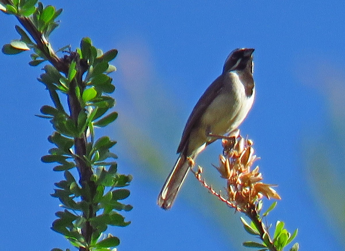 Black-throated Sparrow - ML105735001