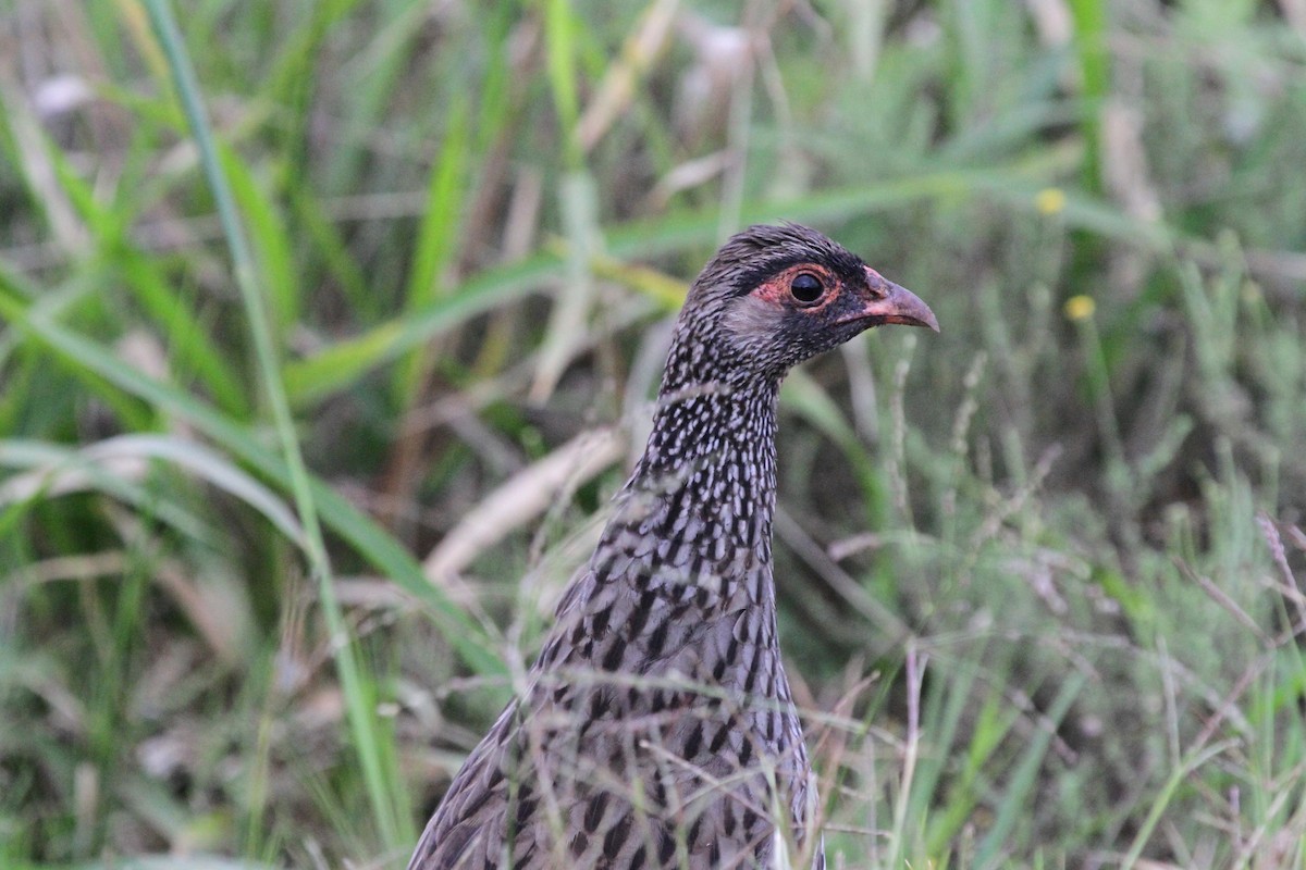 Red-necked Spurfowl (Southern) - Stephen Gast