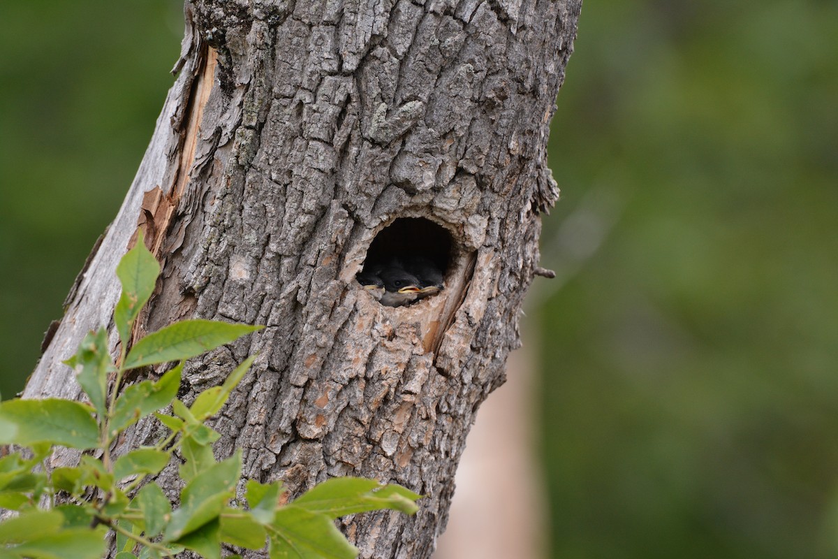 Tree Swallow - Monica Siebert