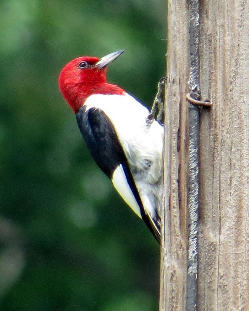 Red-headed Woodpecker - Pam Campbell