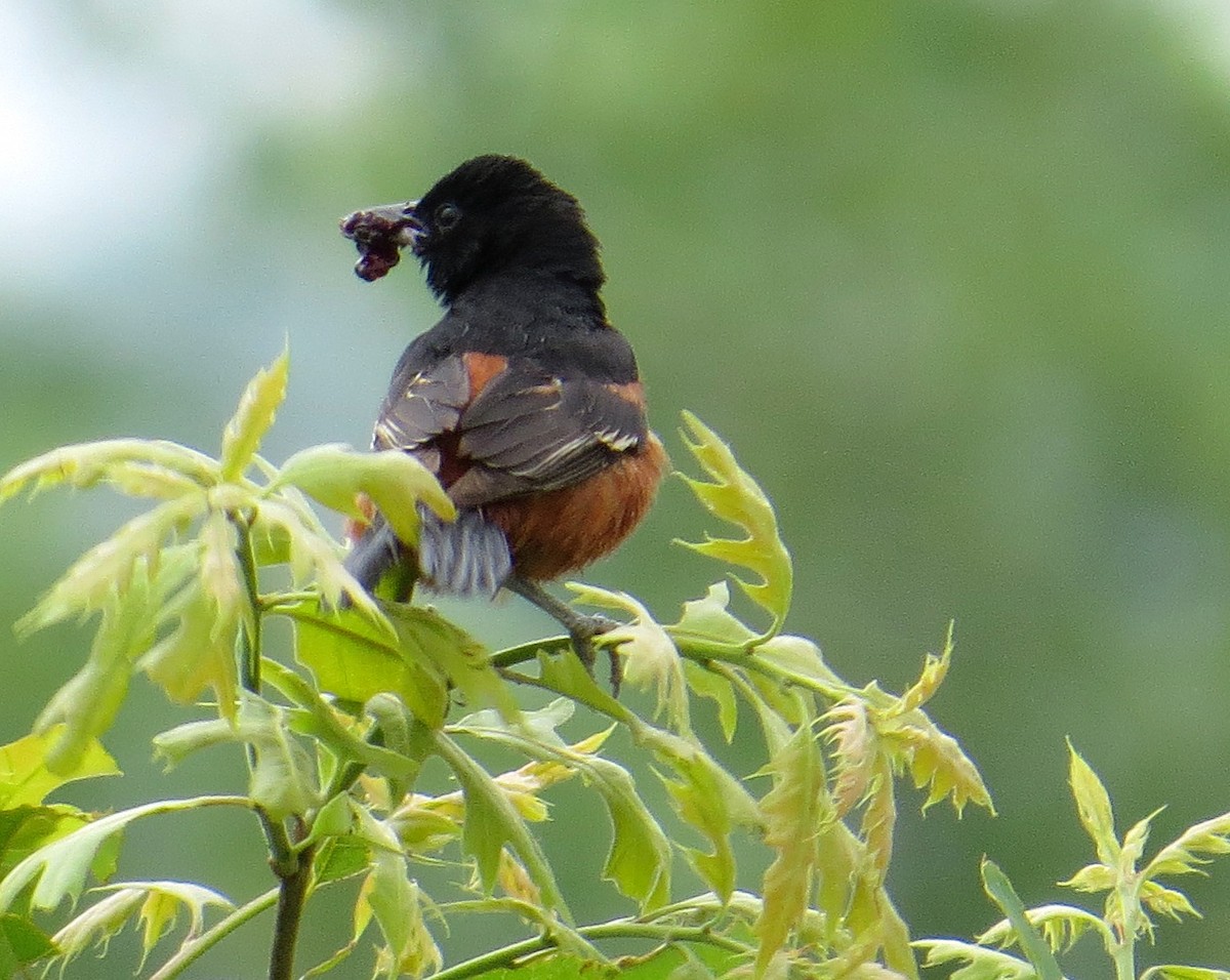 Orchard Oriole - ML105741921