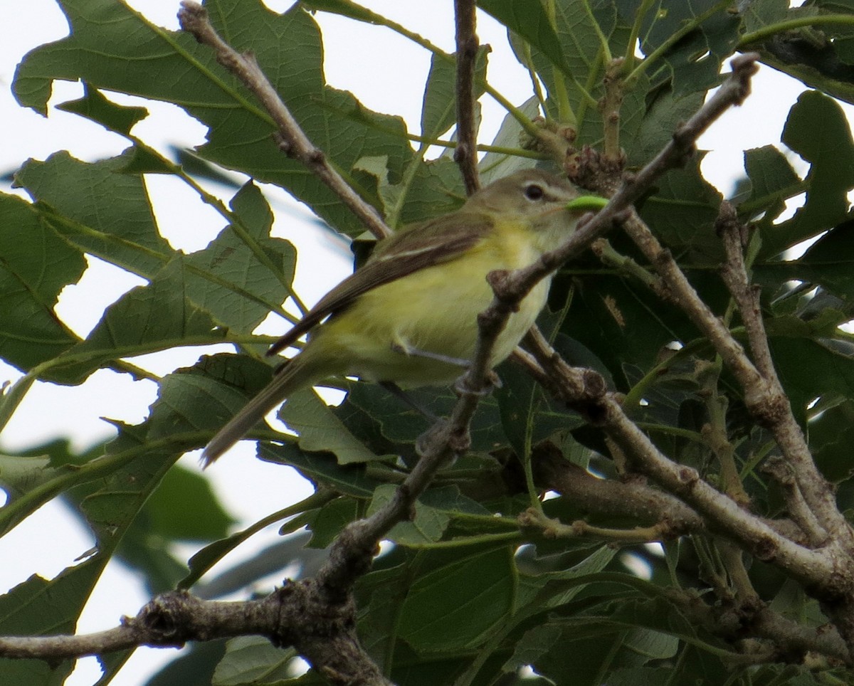 Bell's Vireo - Pam Campbell