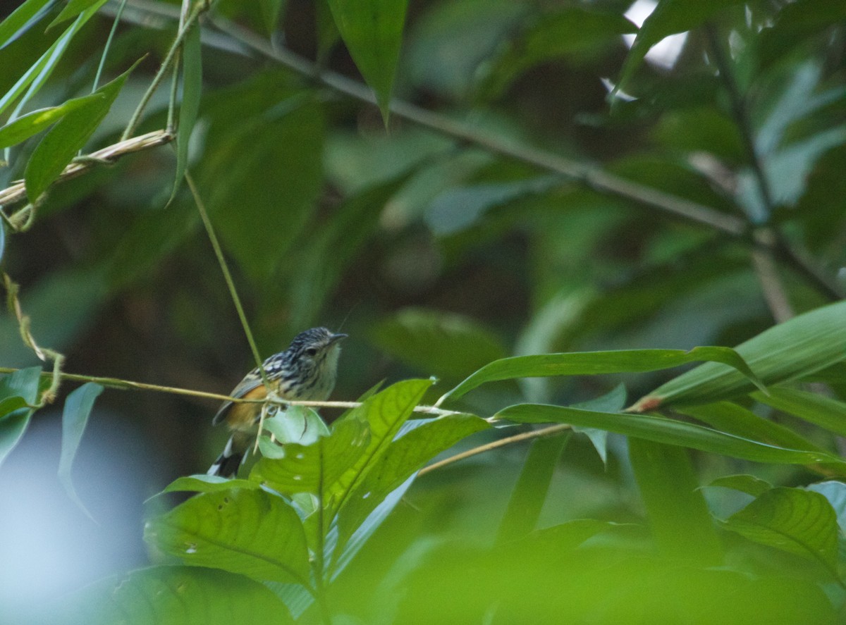 Striated Antbird - Will Sweet
