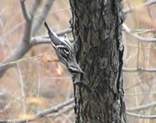 Black-and-white Warbler - ML105743401