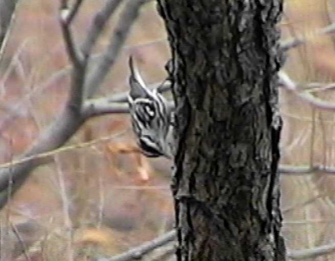 Black-and-white Warbler - ML105743421
