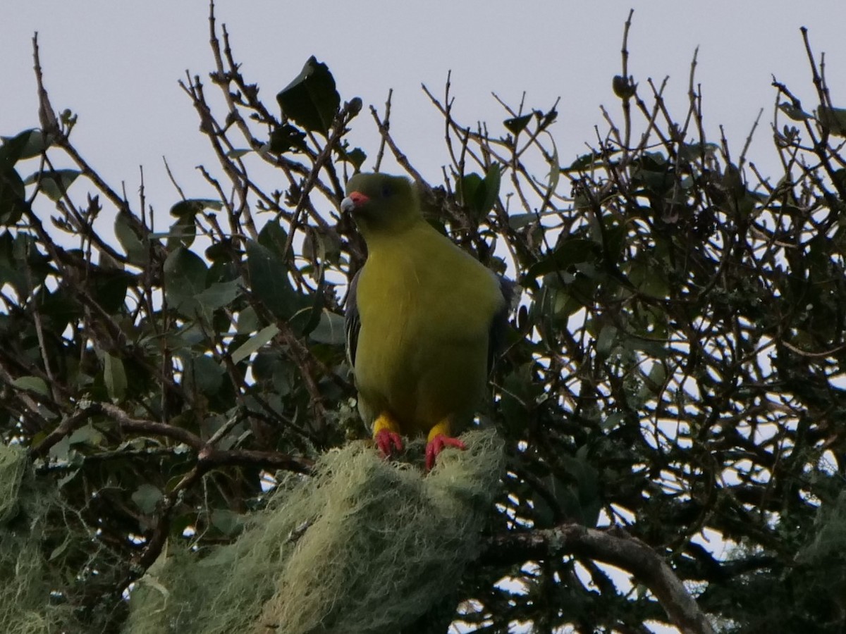 African Green-Pigeon - Mike Grant