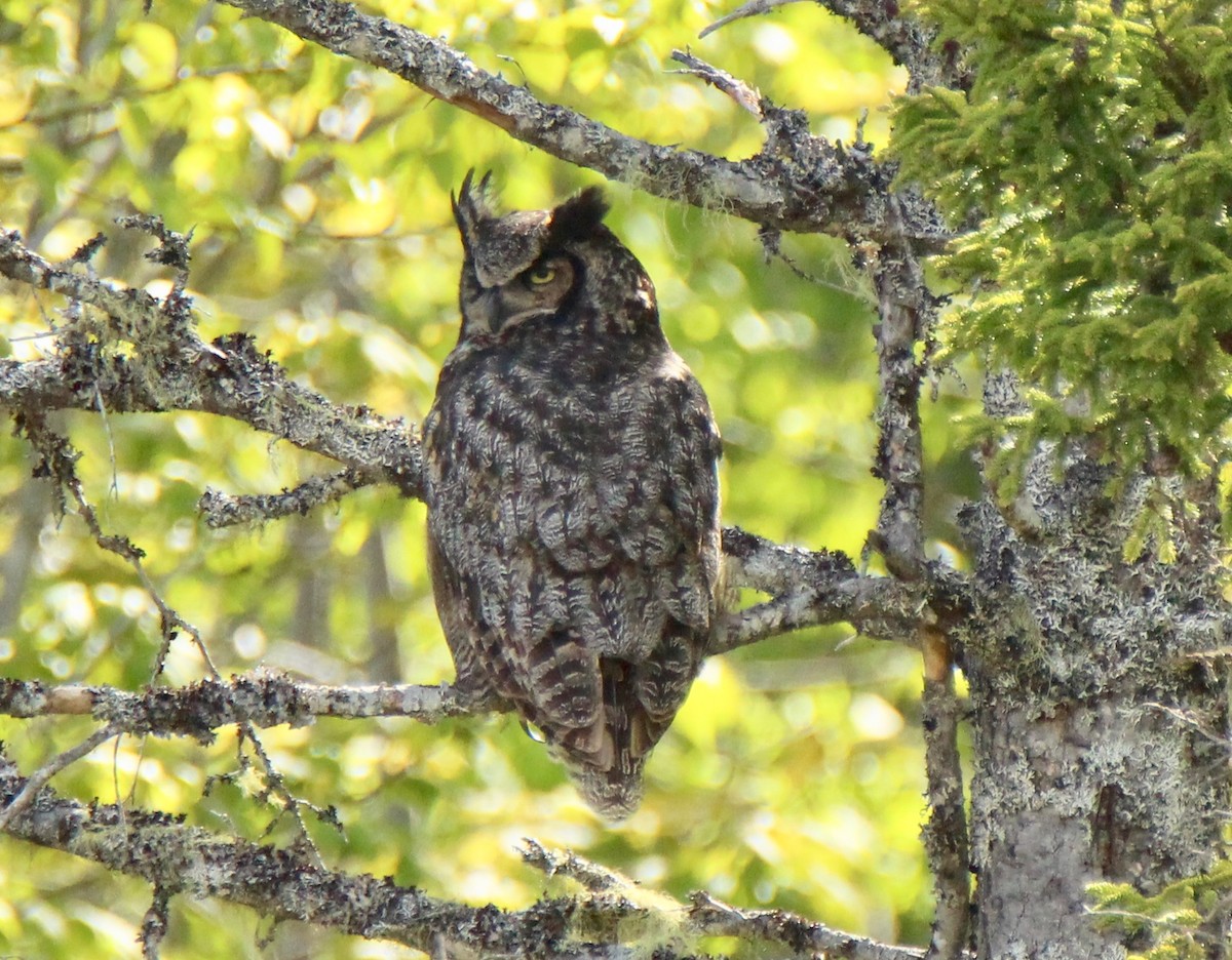 Great Horned Owl - ML105748401