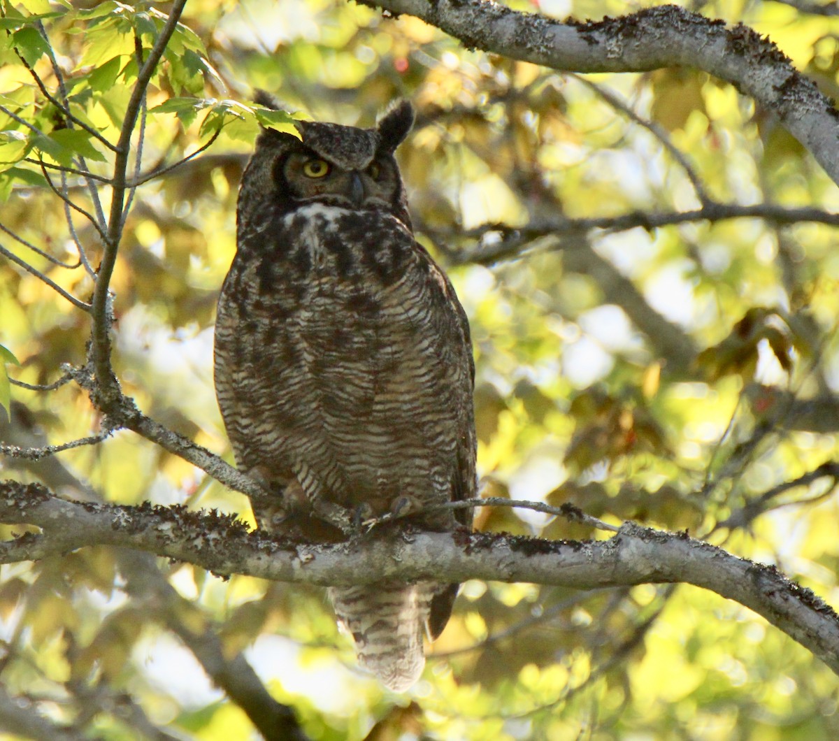Great Horned Owl - ML105748421