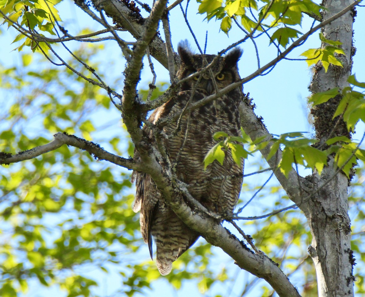 Great Horned Owl - john tuach