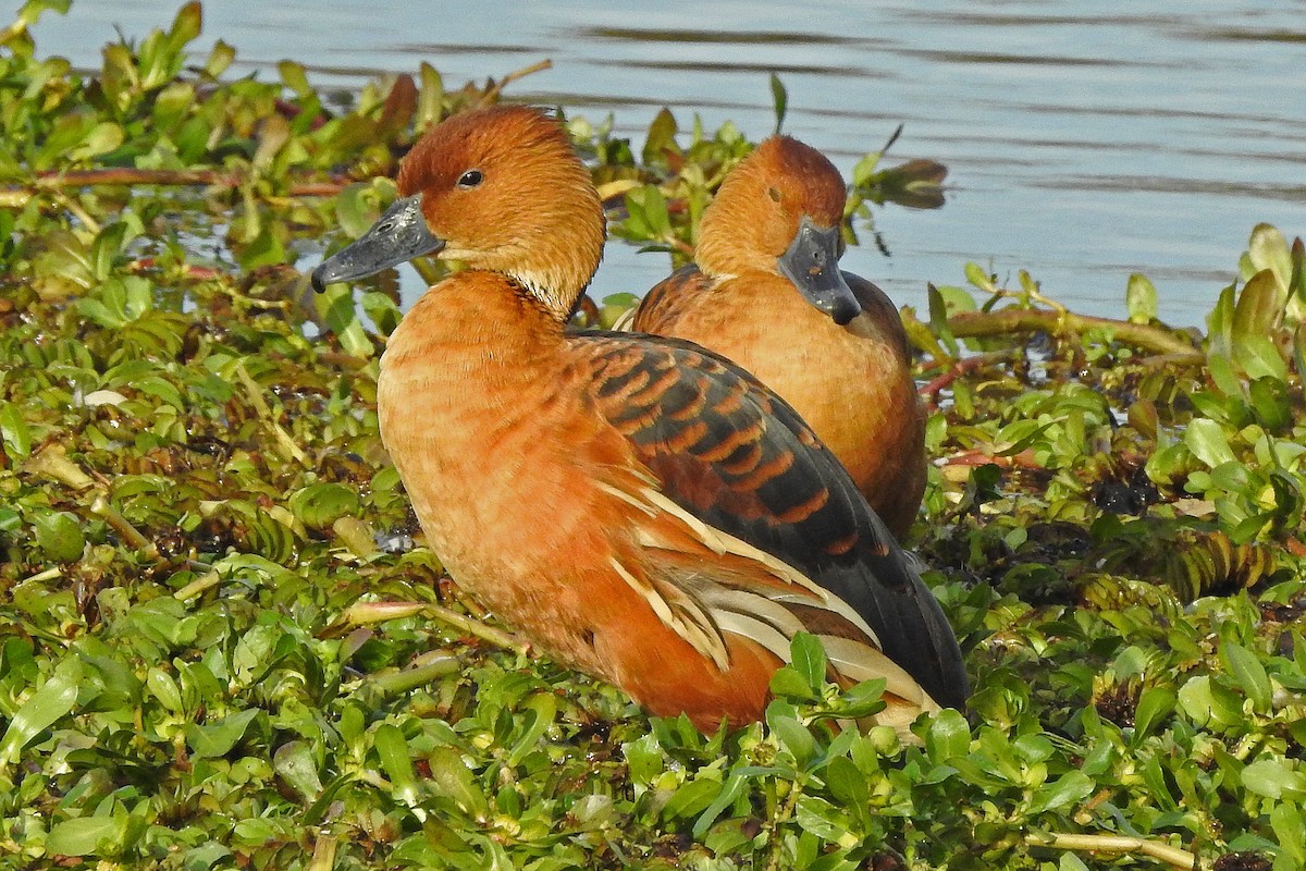 Fulvous Whistling-Duck - ML105751351