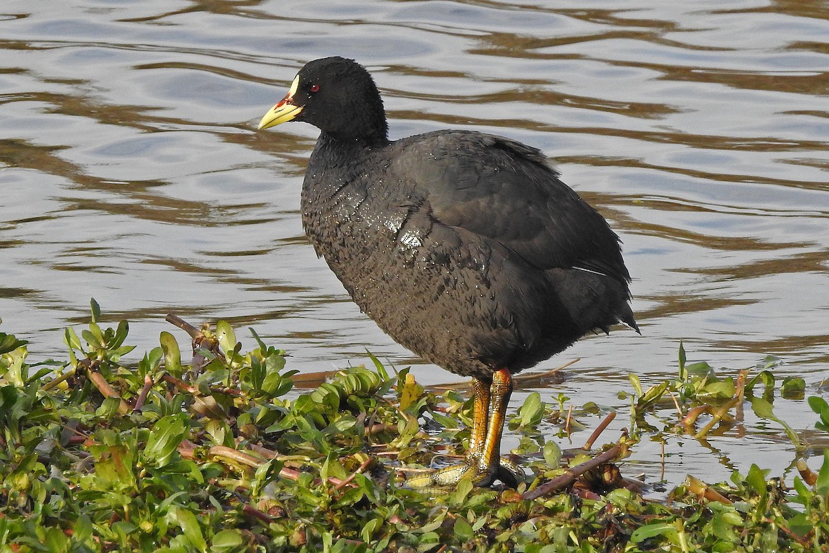 Red-gartered Coot - ML105751861