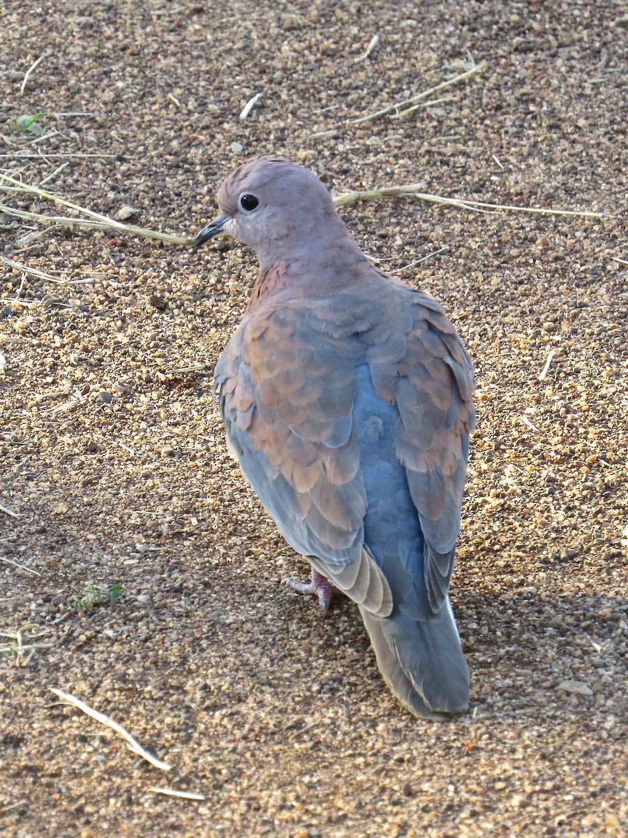 Laughing Dove - ML105753031