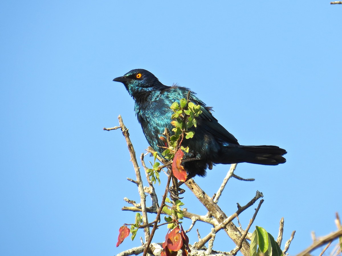 Cape Starling - Kenneth Weaver