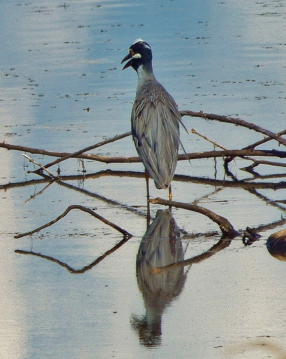 Yellow-crowned Night Heron - Ron Kittinger