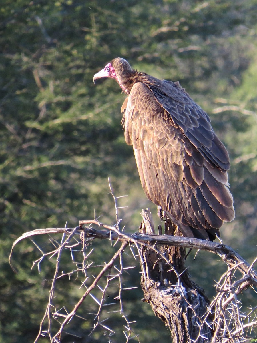 Hooded Vulture - Kenneth Weaver