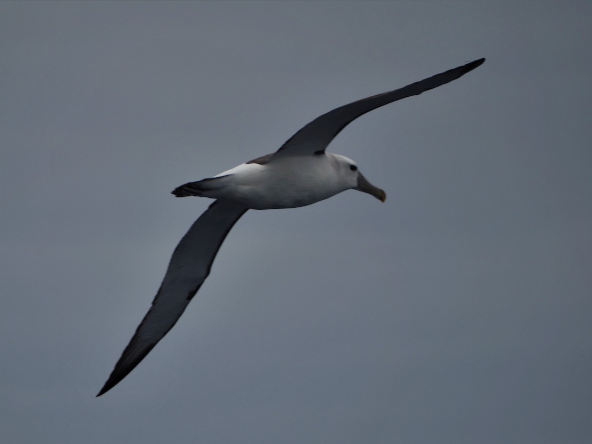 White-capped Albatross - Angus Hartshorn