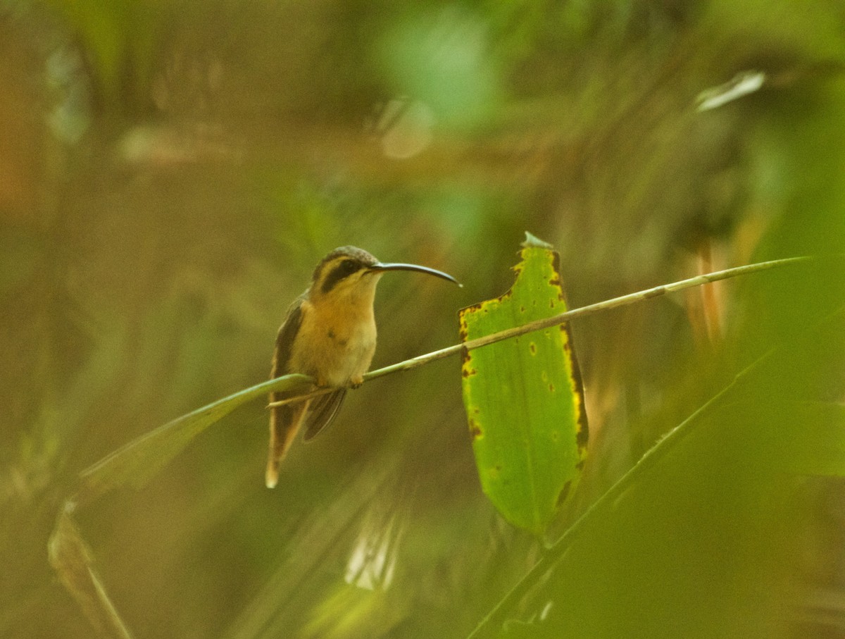 kolibřík malý - ML105754011