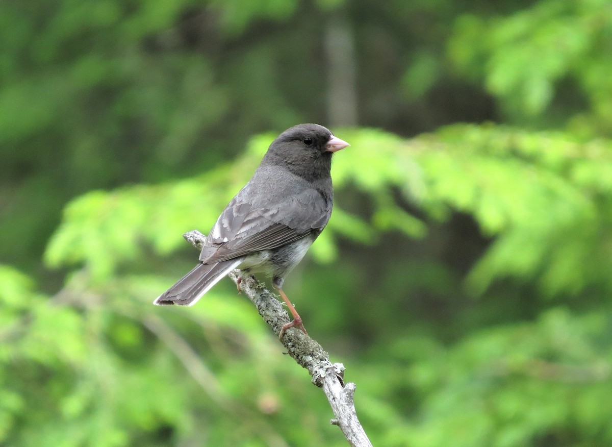 Dark-eyed Junco (Slate-colored) - Timothy Fennell