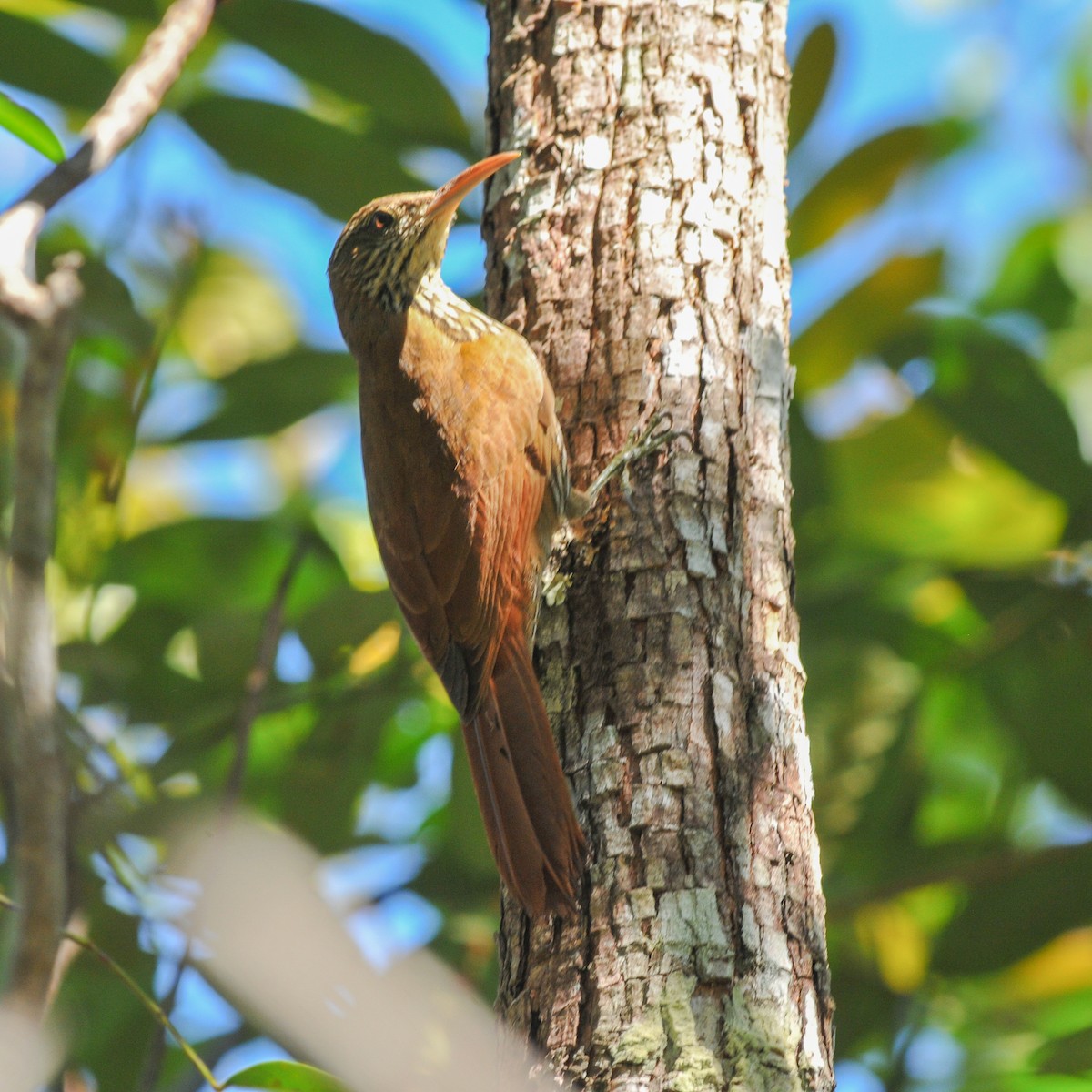 Dusky-capped Woodcreeper (Layard's) - Marcelo Barbosa - Tocantins Birding
