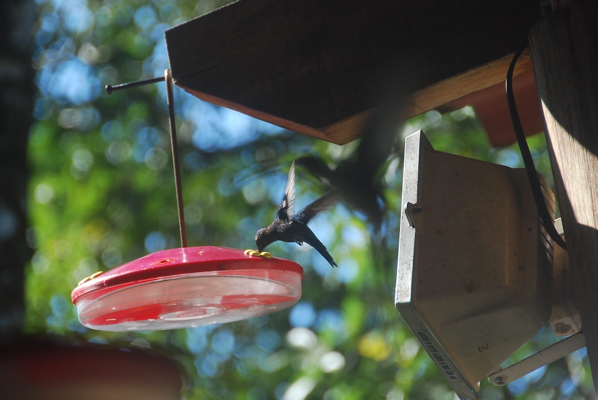 kolibřík fialovotemenný - ML105758871