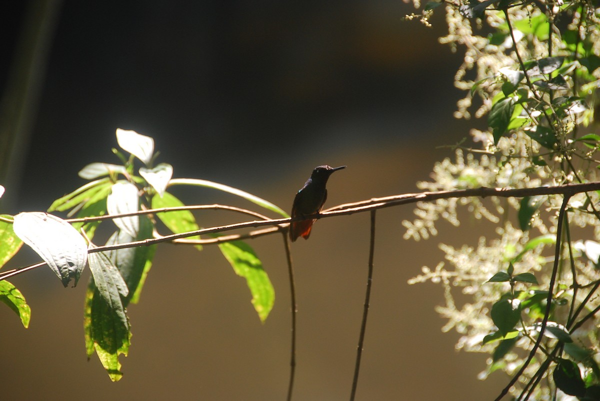 kolibřík brazilský - ML105759921