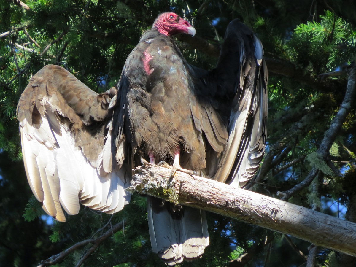 Turkey Vulture - Garth Harwood