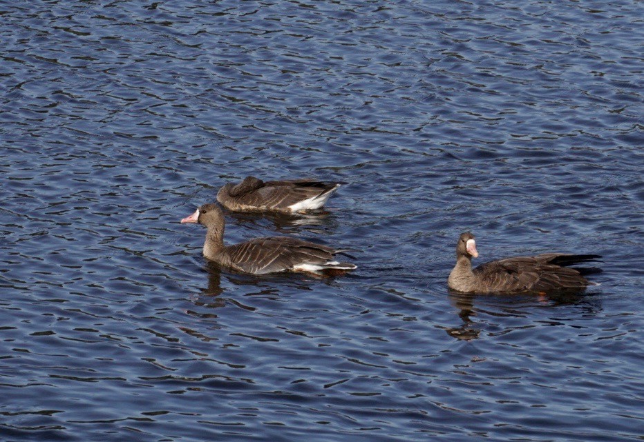 Greater White-fronted Goose - David Tomb
