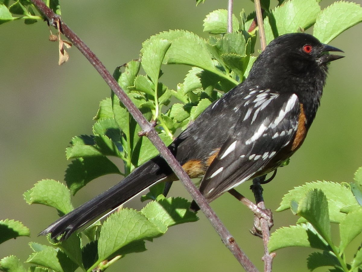 Spotted Towhee - Garth Harwood