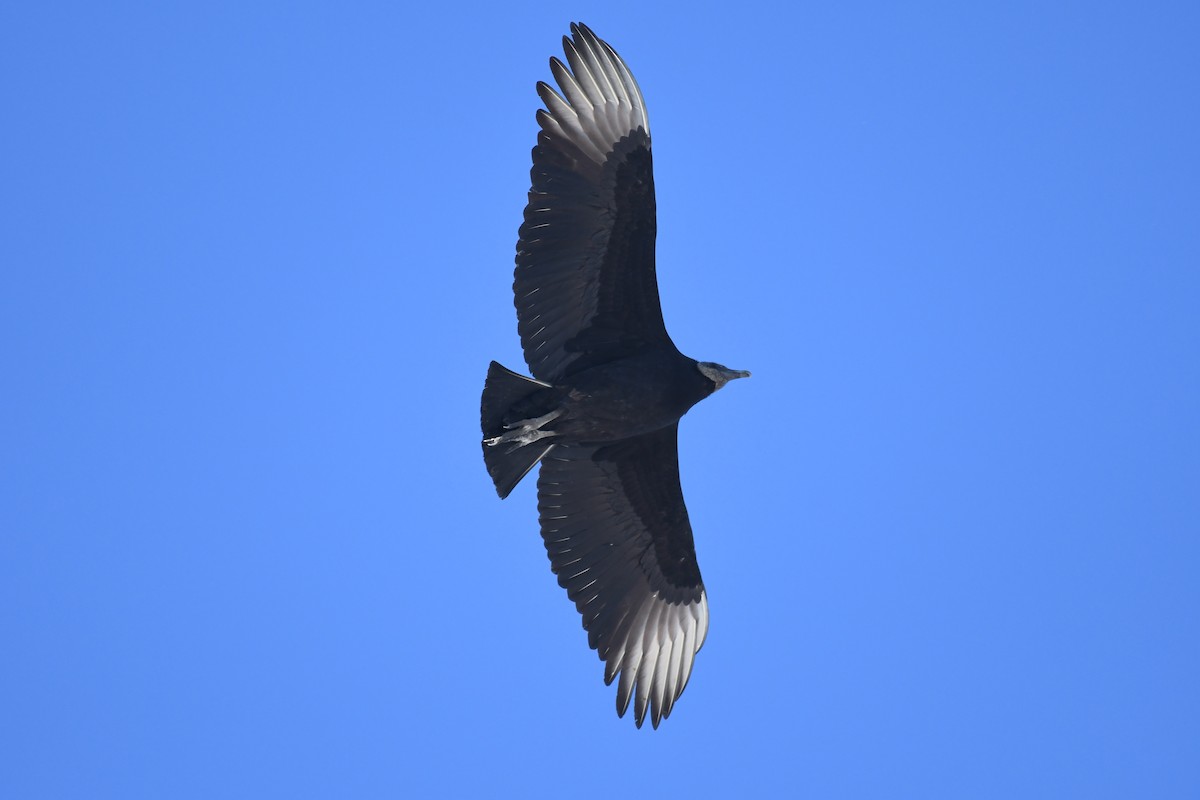 Black Vulture - Aidan Kiley