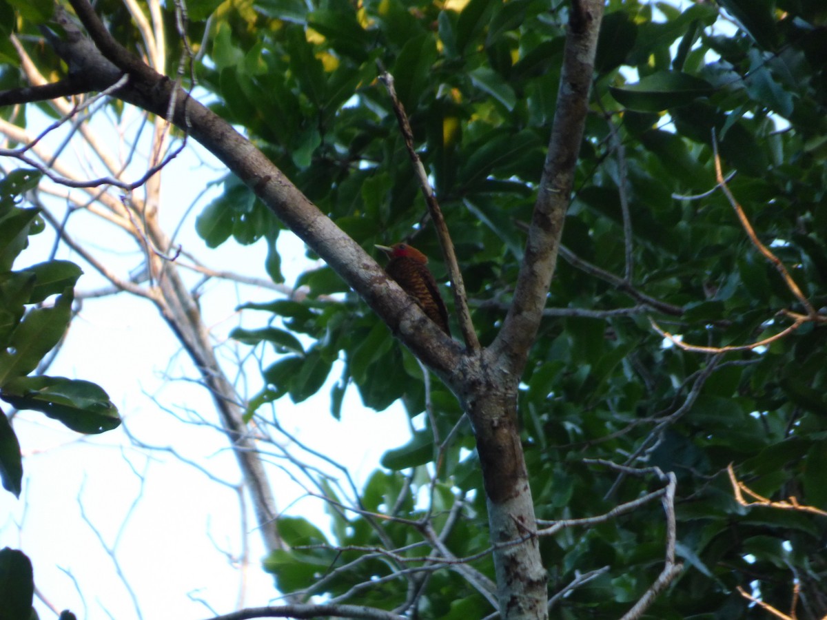 Waved Woodpecker (Waved) - Bill Crins