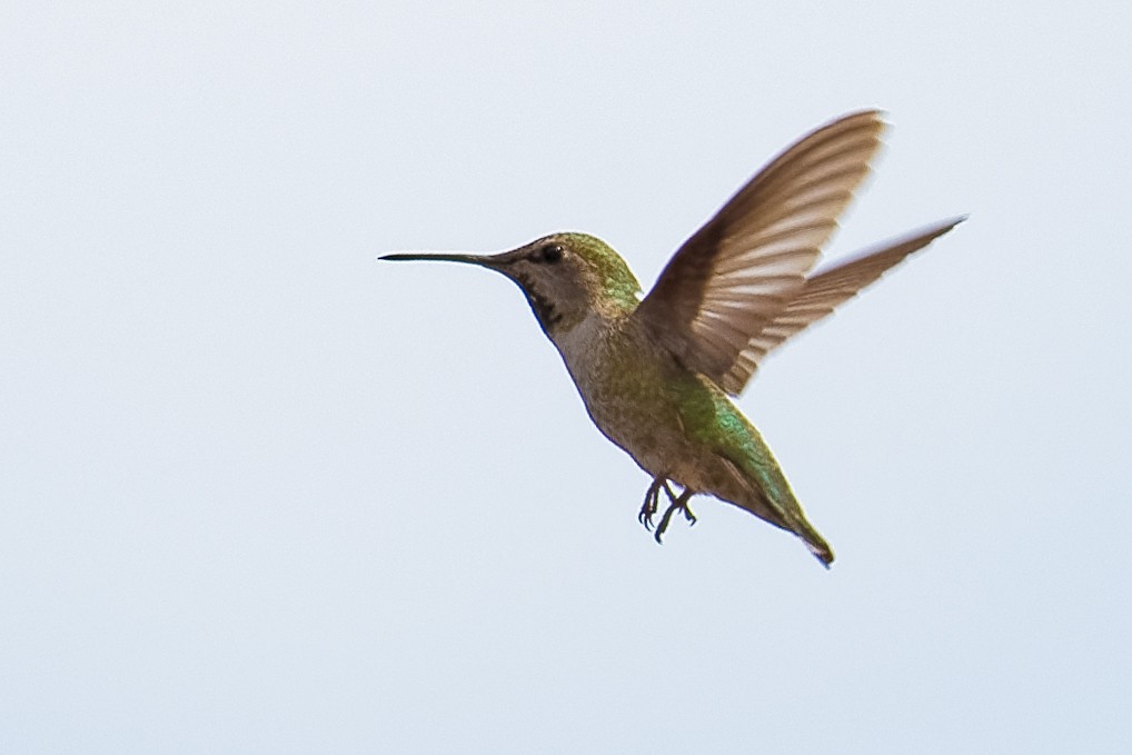 Anna's Hummingbird - Don Danko