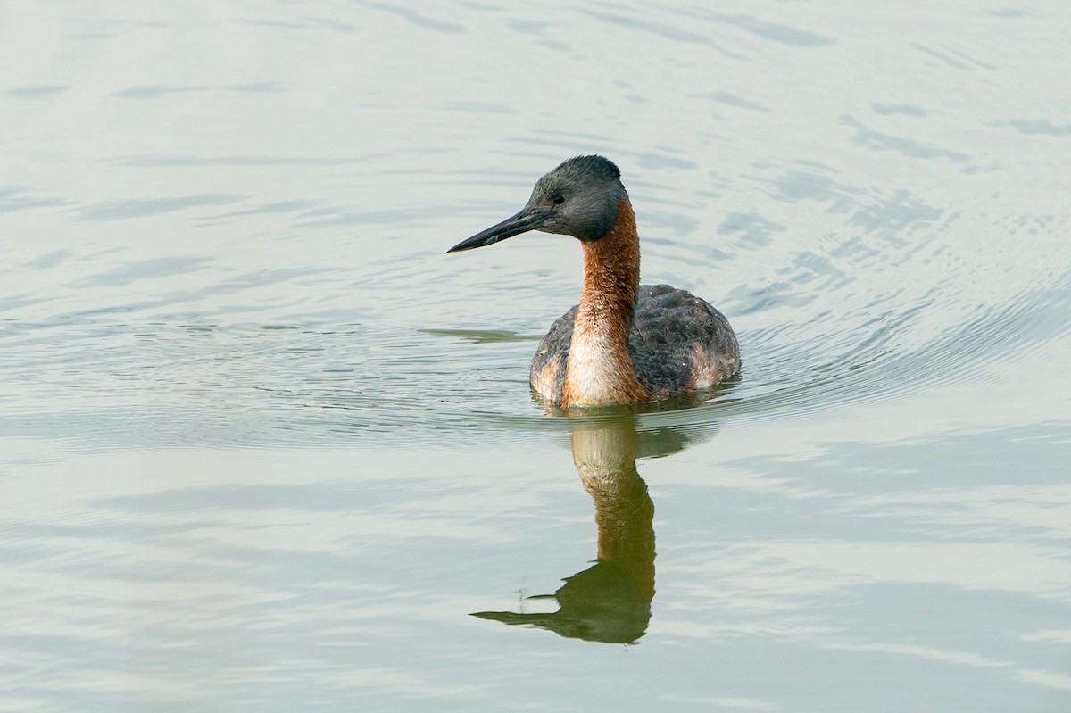 Great Grebe - Joao Quental JQuental